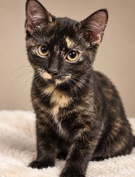 Clove -  Domestic Short Hair Cat for Adoption in The Woodlands, Texas - Clove | PetCurious