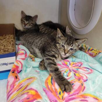 Shiseido -  Domestic Short Hair Cat for Adoption in Westminster, California - Shiseido | PetCurious