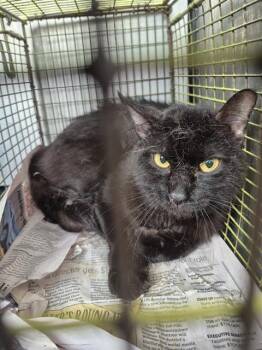 JACK -  Domestic Medium Hair Cat for Adoption in San Antonio, Texas - JACK | PetCurious