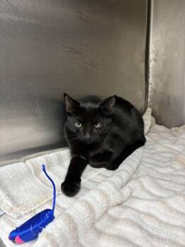 Starfire -  Domestic Short Hair Cat for Adoption in Marietta, Georgia - Starfire | PetCurious