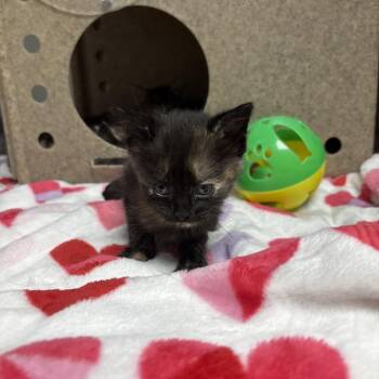 Starla -  Domestic Short Hair Cat for Adoption in Galax, Virginia - Starla | PetCurious