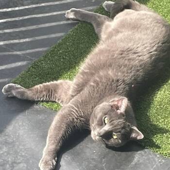Bud -  Domestic Medium Hair Cat for Adoption in Melbourne, Kentucky - Bud | PetCurious