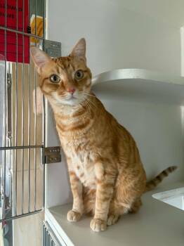 Domestic Short Hair Cats Available for Adoption in Phoenix, Arizona - Tic Tac | PetCurious