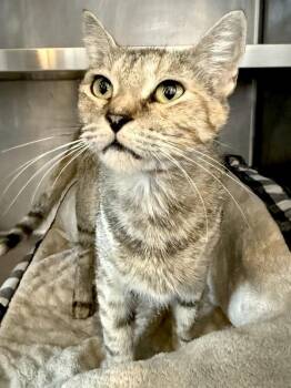 Pearl -  Domestic Short Hair Cat for Adoption in Austin, Texas - Pearl | PetCurious