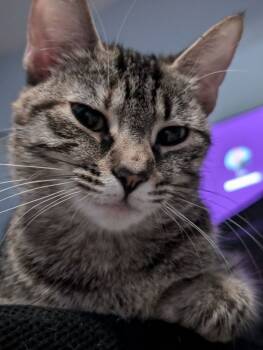 Rescue Domestic Short Hair Cats for Adoption in Adrian, Michigan - Tigress | PetCurious