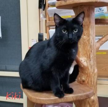 Domestic Short Hair Cats Available for Adoption in Cedar Rapids, Iowa - Kiki | PetCurious