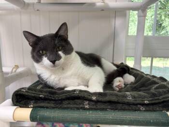 Dooley -  Domestic Short Hair Cat for Adoption in Westbrook, Connecticut - Dooley | PetCurious