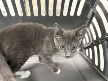 Pen 4c Craig -  Domestic Short Hair Cat for Adoption in Lawrenceville, Georgia - Pen 4c Craig | PetCurious