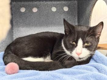 Frank -  Domestic Short Hair Cat for Adoption in New York, New York - Frank | PetCurious