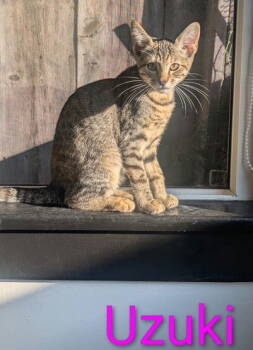 Rescue Domestic Short Hair and Torbie Cats for Adoption in Seal Beach, California - Kitten Uzuki | PetCurious