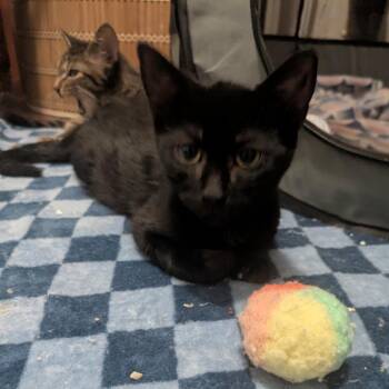 Loki -  Domestic Short Hair Cat for Adoption in Chicago, Illinois - Loki | PetCurious