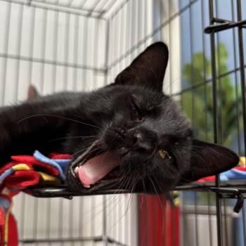 Rescue Domestic Short Hair Cats for Adoption in Evanston, Illinois - Puppet | PetCurious