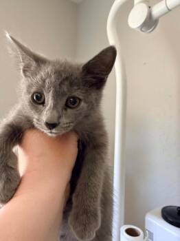 Pocus -  Domestic Short Hair Cat for Adoption in Lincoln, California - Pocus | PetCurious