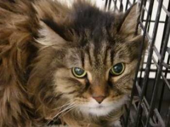 Molly -  Domestic Long Hair and Maine Coon Cat for Adoption in Butte, Montana - Molly | PetCurious