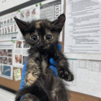 Domestic Short Hair Cats Available for Adoption - Bubbles | PetCurious