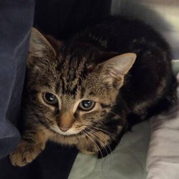 Ziggy -  Domestic Short Hair Cat for Adoption in Voorhees Township, New Jersey - Ziggy | PetCurious