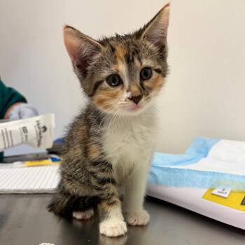 Belle -  Domestic Short Hair Cat for Adoption in Nashville, Tennessee - Belle | PetCurious