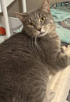 Teddy lap cat -  Domestic Short Hair Cat for Adoption - Teddy Lap Cat | PetCurious