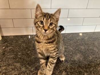 Rescue Domestic Short Hair Cats for Adoption in Atlantic City, New Jersey - Houdini | PetCurious
