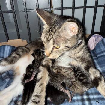 Nickie -  Domestic Short Hair Cat for Adoption in Ferndale, Washington - Nickie | PetCurious