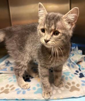 Santi -  Domestic Short Hair Cat for Adoption in Ocala, Florida - Santi | PetCurious