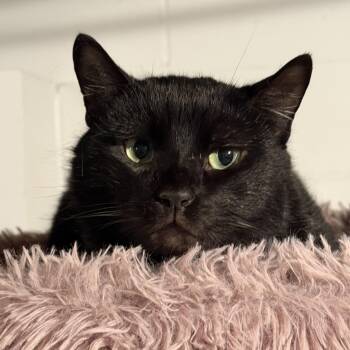 Domestic Short Hair Cats Available for Adoption - Blackie  | PetCurious