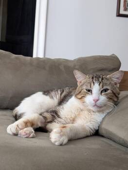 Tommy -  Domestic Short Hair Cat Available for Adoption in New York, New York - Tommy | PetCurious
