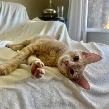 Chris -  Domestic Short Hair Cat for Adoption in Sunnyvale, California - Chris | PetCurious