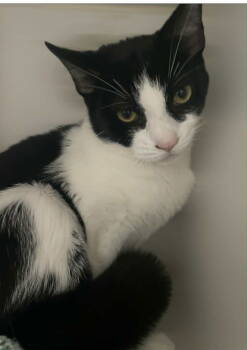 Rescue Domestic Short Hair Cats for Adoption in Littlestown, Pennsylvania - Archie | PetCurious