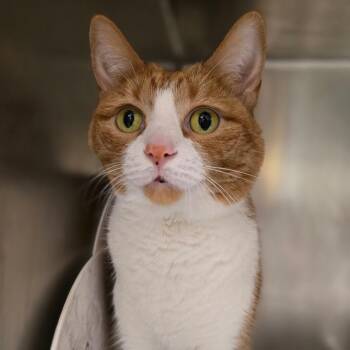 Papaya -  Domestic Short Hair Cat for Adoption in Chicago, Illinois - Papaya | PetCurious