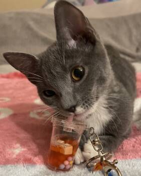 Rescue Domestic Short Hair Cats for Adoption in Midlothian, Texas - 25A Miss Biscuits | PetCurious