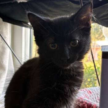 Bear -  Domestic Long Hair Cat for Adoption in NEW PT RICHEY, Florida - Bear | PetCurious
