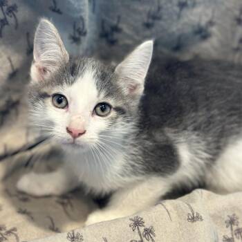 Zoro -  Domestic Short Hair Cat for Adoption in Matteson, Illinois - Zoro | PetCurious
