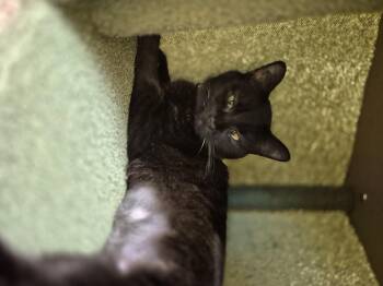 Rescue Domestic Short Hair Cats for Adoption in Schertz, Texas - Emory | PetCurious