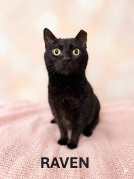 RAVEN -  Domestic Short Hair Cat Available for Adoption in Harrodsburg, Kentucky - RAVEN | PetCurious