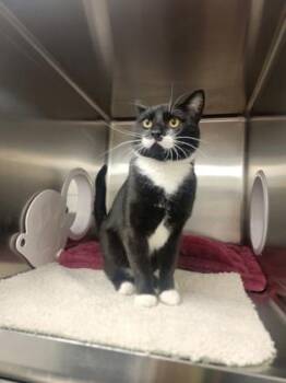 Kobe -  Domestic Short Hair Cat for Adoption in Fergus Falls, Minnesota - Kobe | PetCurious
