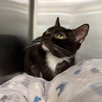 Stellah -  Domestic Short Hair Cat for Adoption in Marshall, Virginia - Stellah | PetCurious