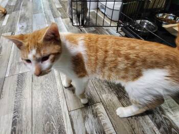 Domestic Short Hair Cats Available for Adoption in Crossville, Tennessee - Mac | PetCurious