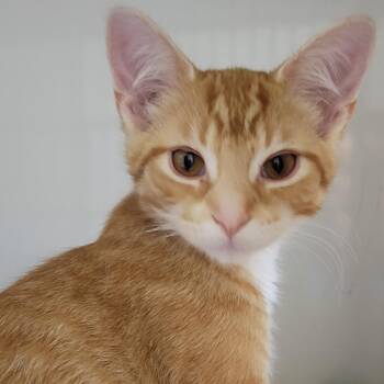 Crab -  Domestic Short Hair Cat for Adoption in Wheeling, Illinois - Crab | PetCurious