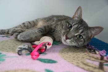 Rescue Domestic Short Hair Cats for Adoption in Dearborn, Michigan - Osmosis Jones | PetCurious