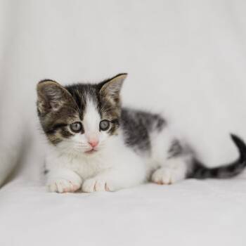 Domestic Short Hair Cats Available for Adoption in Minnetonka, Minnesota - Corfu C68493 | PetCurious