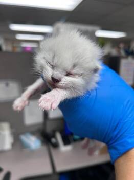 Domestic Short Hair Cats Available for Adoption in Fruit Heights, Utah - Bert | PetCurious