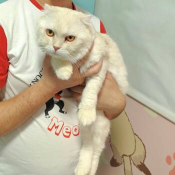 Hamish McBain -  Scottish Fold Cat for Adoption in Waltham, Massachusetts - Hamish McBain | PetCurious