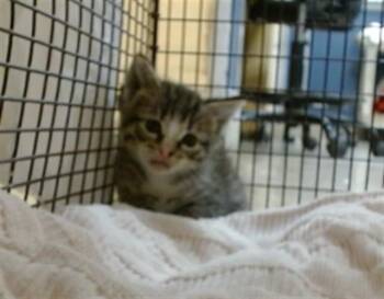 Domestic Short Hair Cats Available for Adoption - BIRDIE | PetCurious