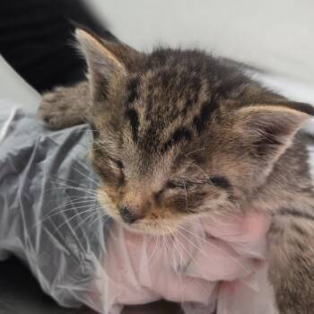 Rey Mysterio -  Domestic Short Hair Cat Available for Adoption in Charleston, West Virginia - Rey Mysterio | PetCurious