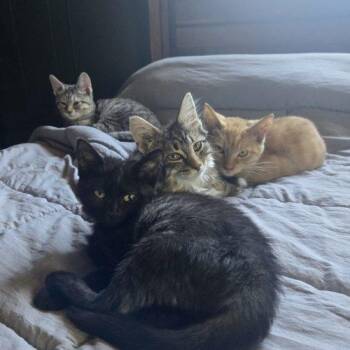 Thing 1 -  Domestic Short Hair Cat for Adoption in Tipp City, Ohio - Thing 1 | PetCurious