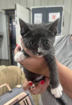 Elsa -  Russian Blue Cat for Adoption in Kell, Illinois - Elsa | PetCurious