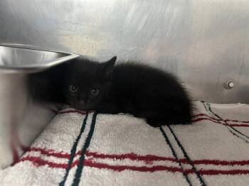 Domestic Short Hair Cats Available for Adoption in Murray, Kentucky - Post-It | PetCurious