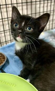 Stephie -  Domestic Medium Hair Cat for Adoption in Cottonwood, Arizona - Stephie | PetCurious