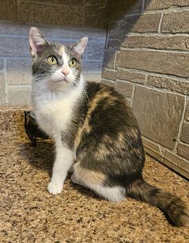 Rescue Domestic Short Hair Cats for Adoption in Youngtown, Arizona - Saoirse | PetCurious